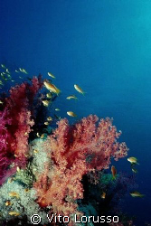 Corals - Dendronephthya sp. by Vito Lorusso 